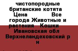 чистопородные британские котята › Цена ­ 10 000 - Все города Животные и растения » Кошки   . Ивановская обл.,Верхнеландеховский р-н